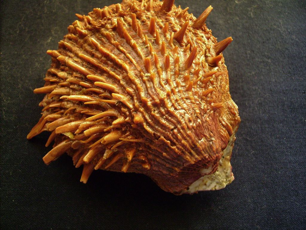 Spondylus cevikeri e Spondylus gaederopus:serie di crescita